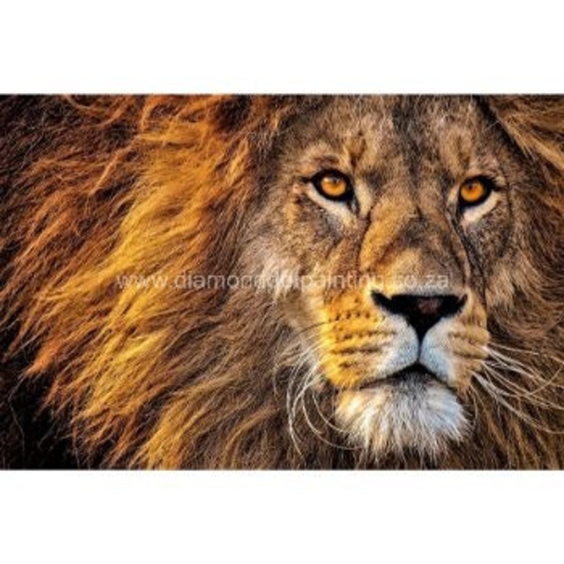 Diamond-Dot - DDP0357 - Stare (45x30) Full